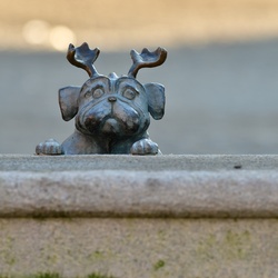 2026-01-08 Brandenburg an der Havel/Waldmöpse/DSC_2368.JPG